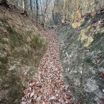 ふかふかの落ち葉ロード🍂