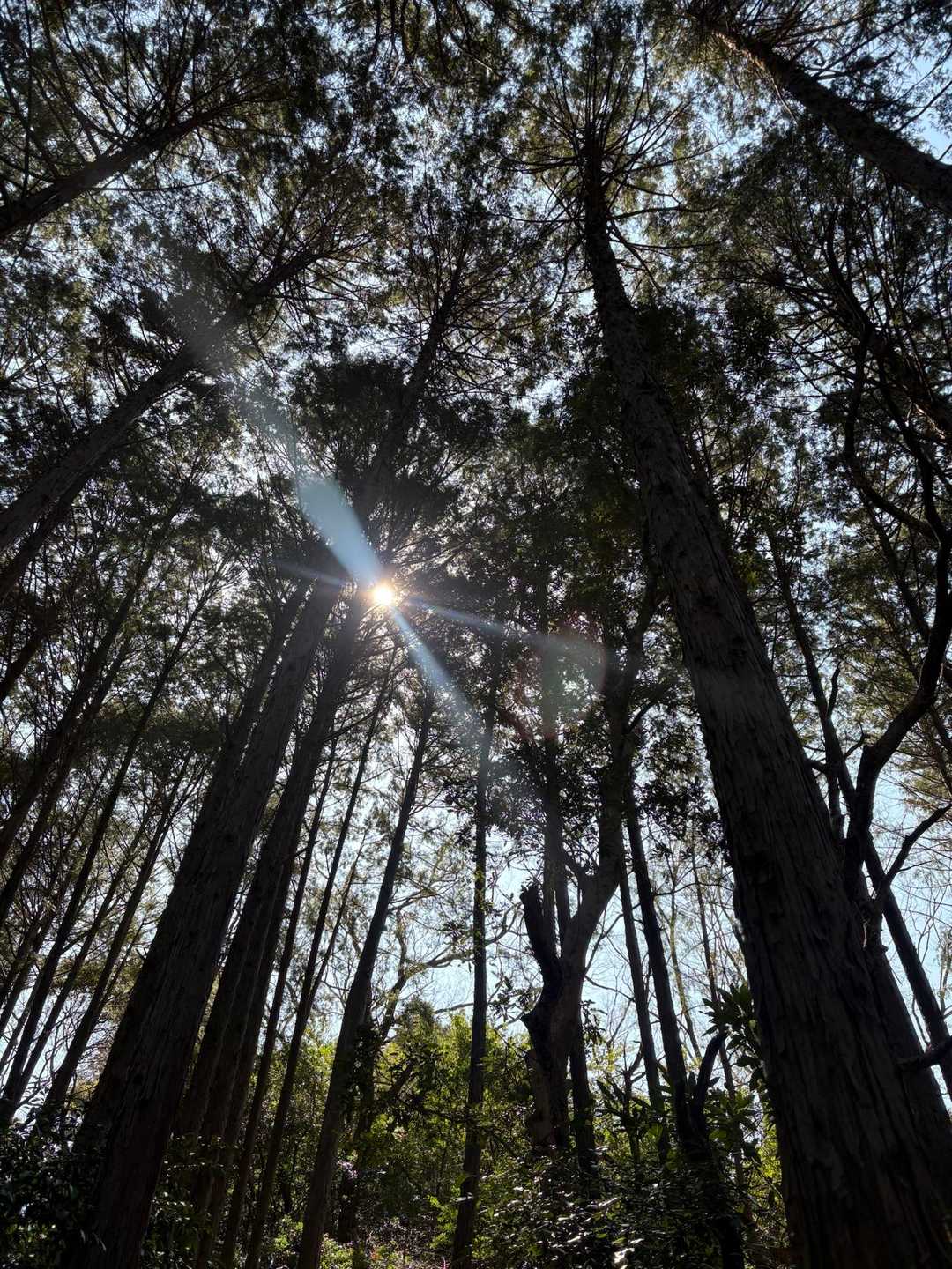 ひさびさの登山。やっぱ山は空気が爽やかで良いですね！
