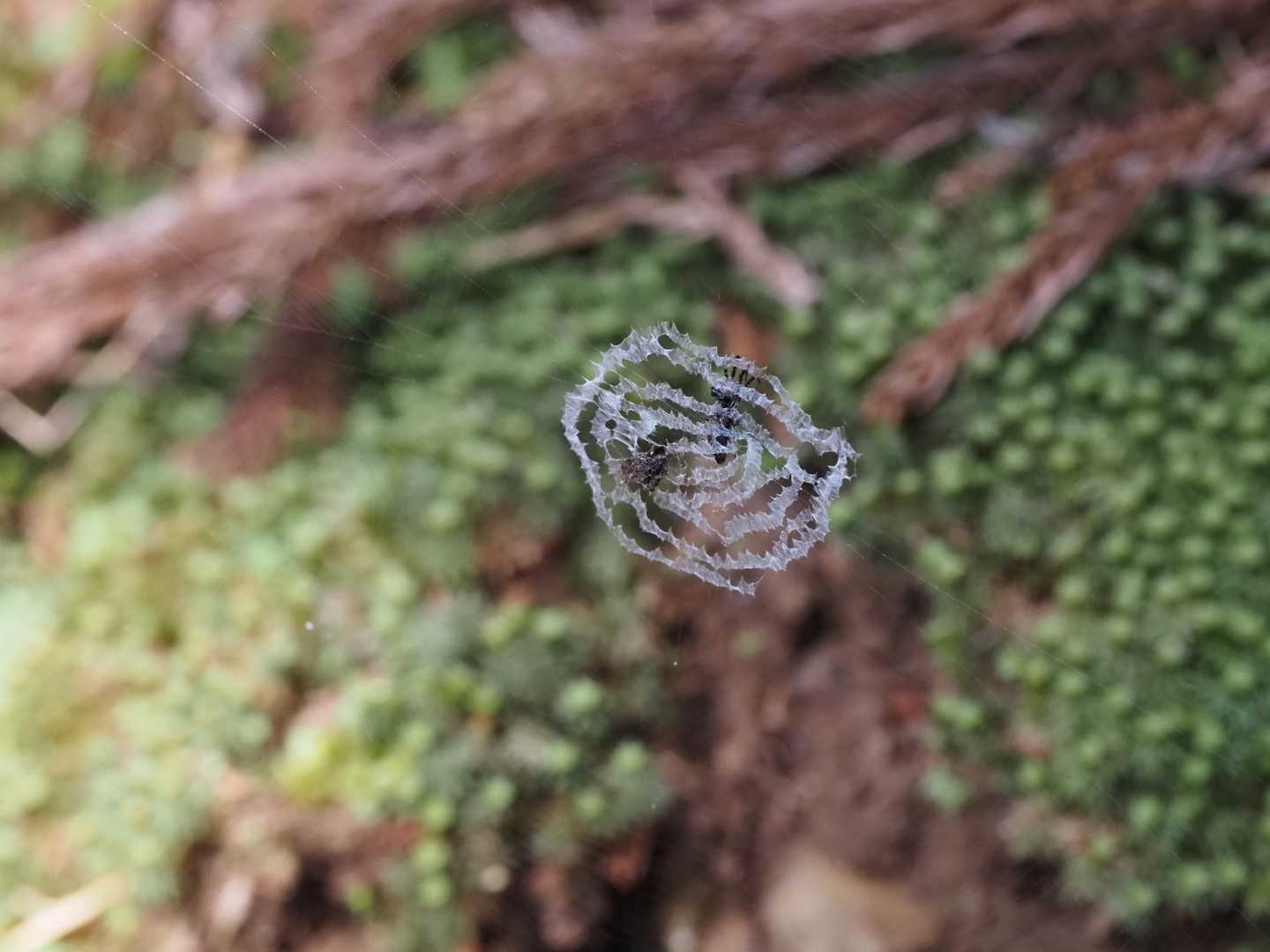 何か可愛い蜘蛛🕷の巣