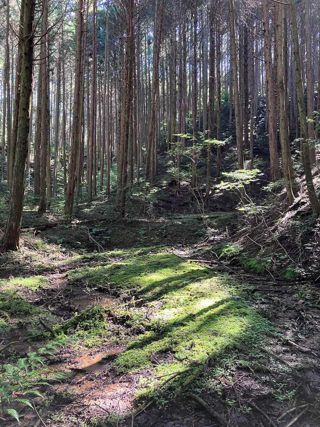 納古山 周回コースの写真