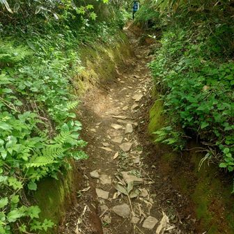 木のトンネル