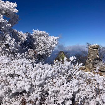 ミヤマキリシマにも霧氷❄️ビッチリ