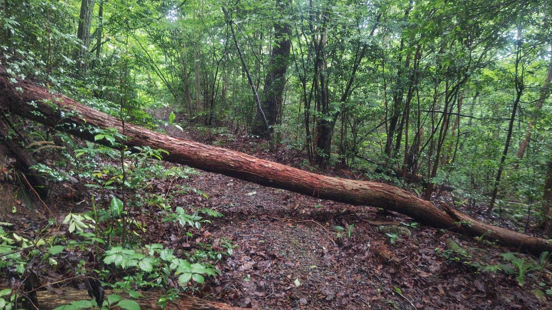 猿投山 往復コースの写真