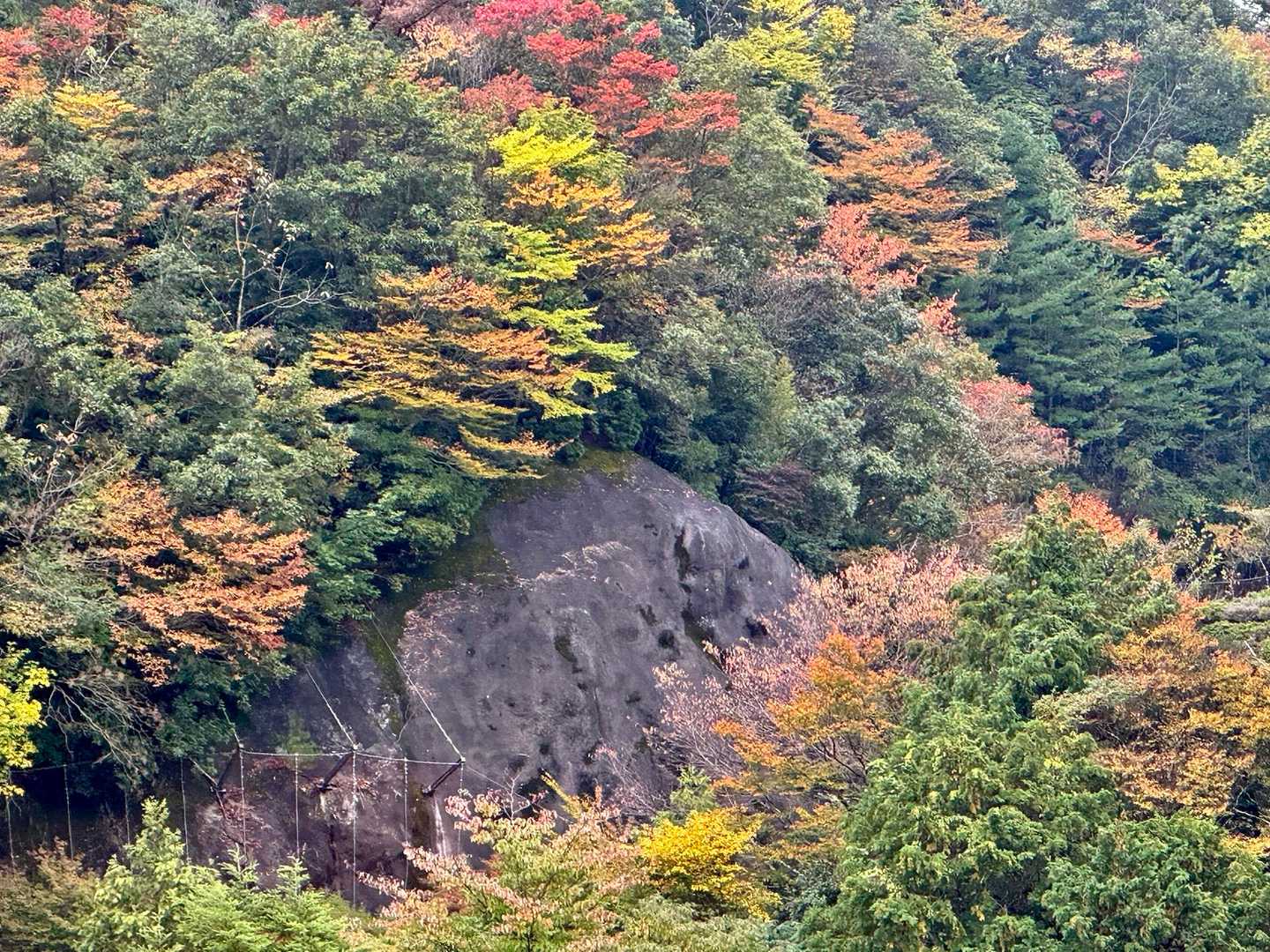 パークウェイ駐車場からの紅葉🍁
今日1番の眺めでした✨