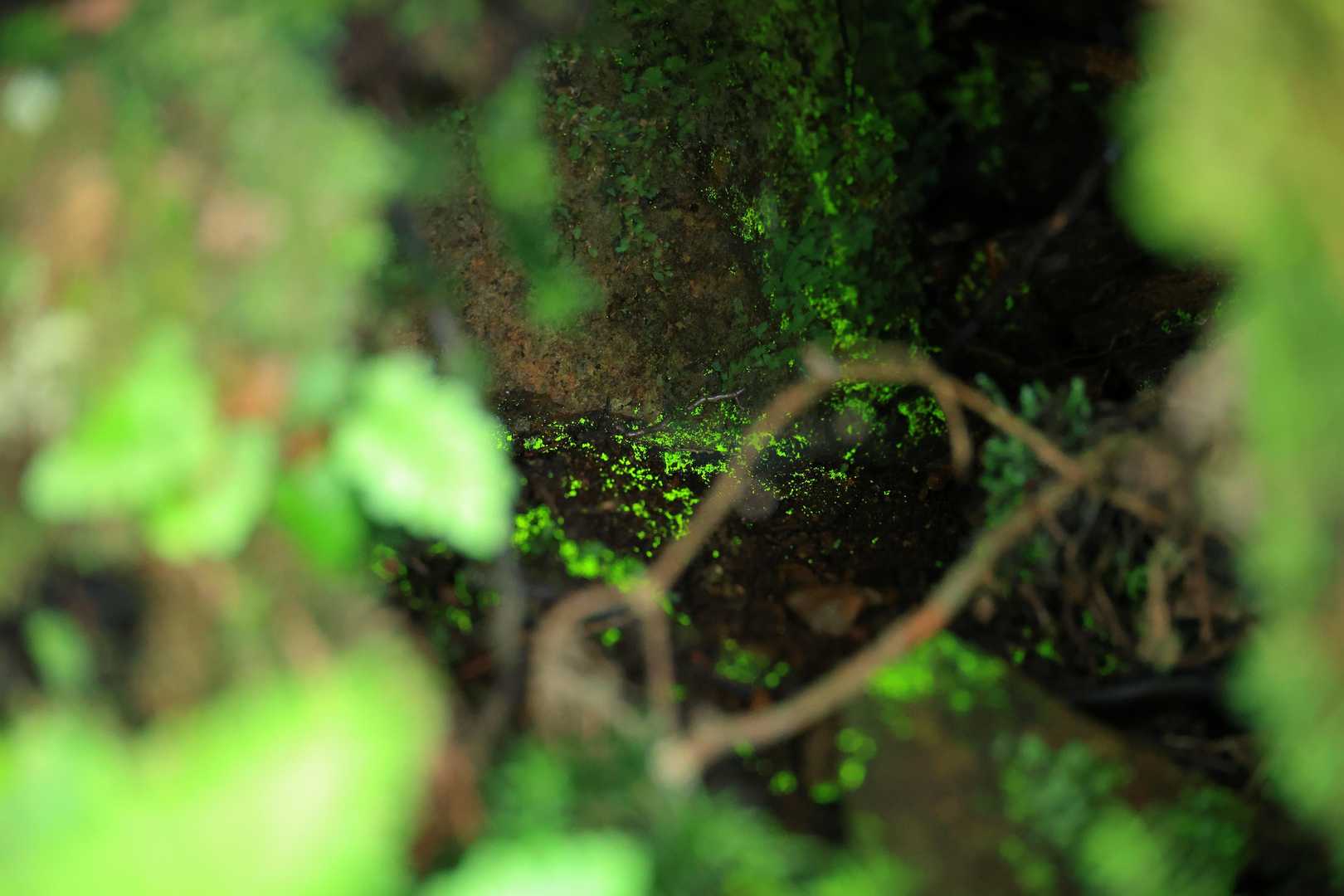 ヒカリゴケ