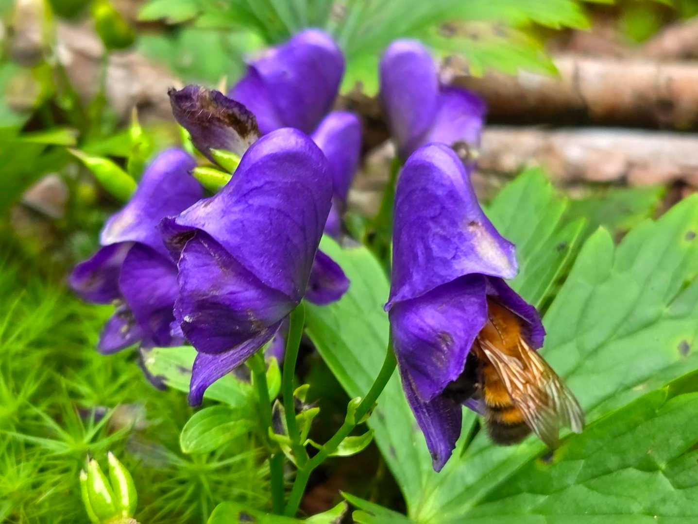蜜を吸いに🐝