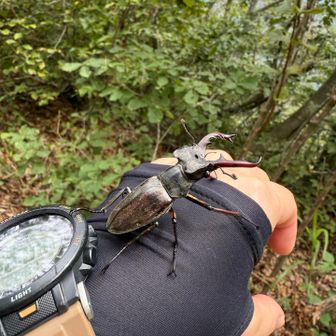 なにかしらのクワガタ発見！