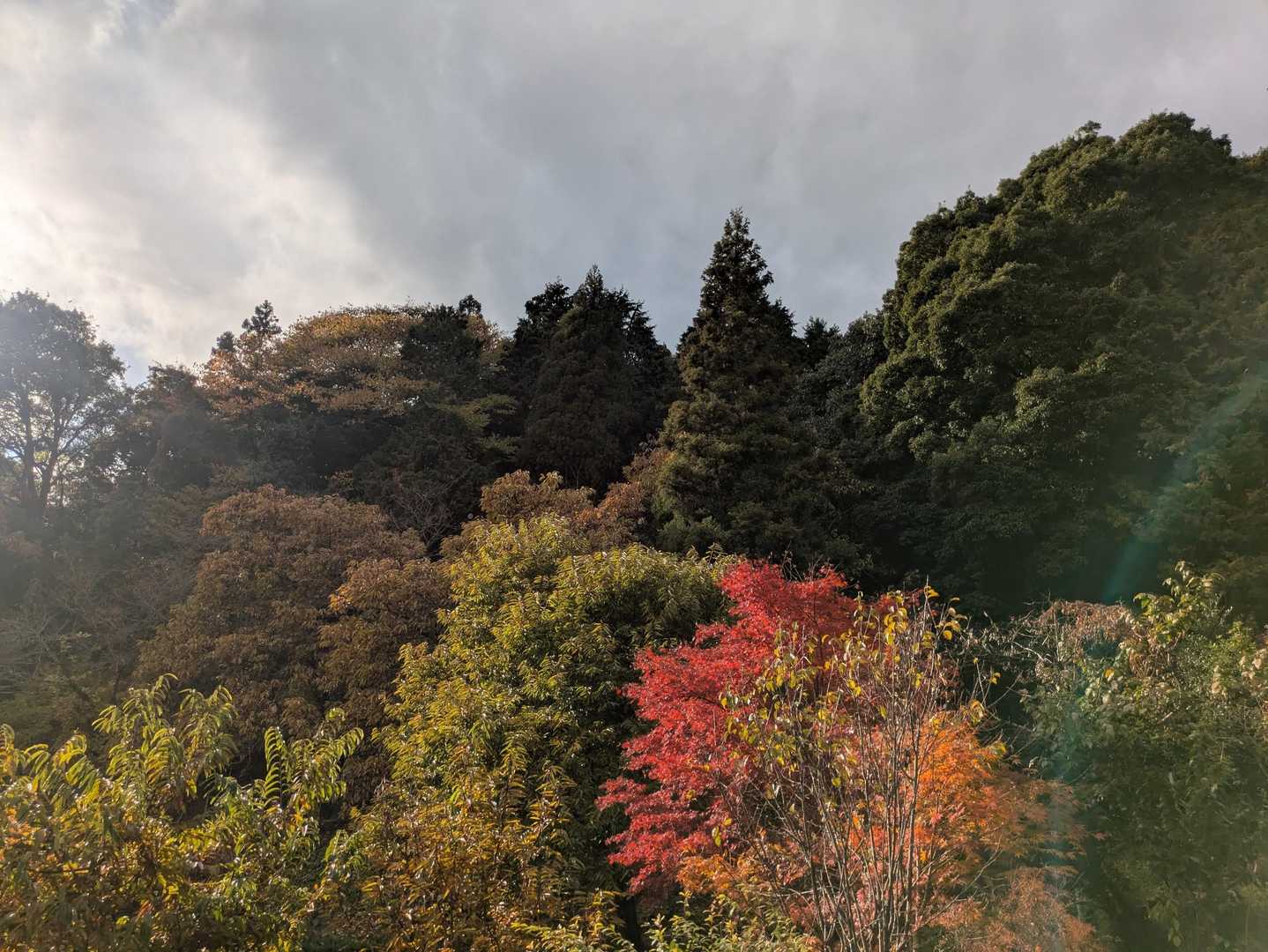 白樫城登り口石碑-白樫城址登山口-小島山 往復コースの写真