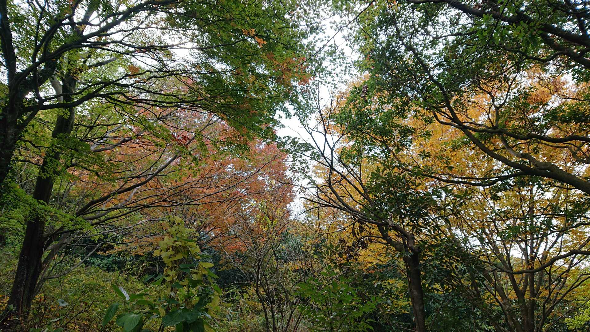 五ヶ山-九千部山 往復コースの写真