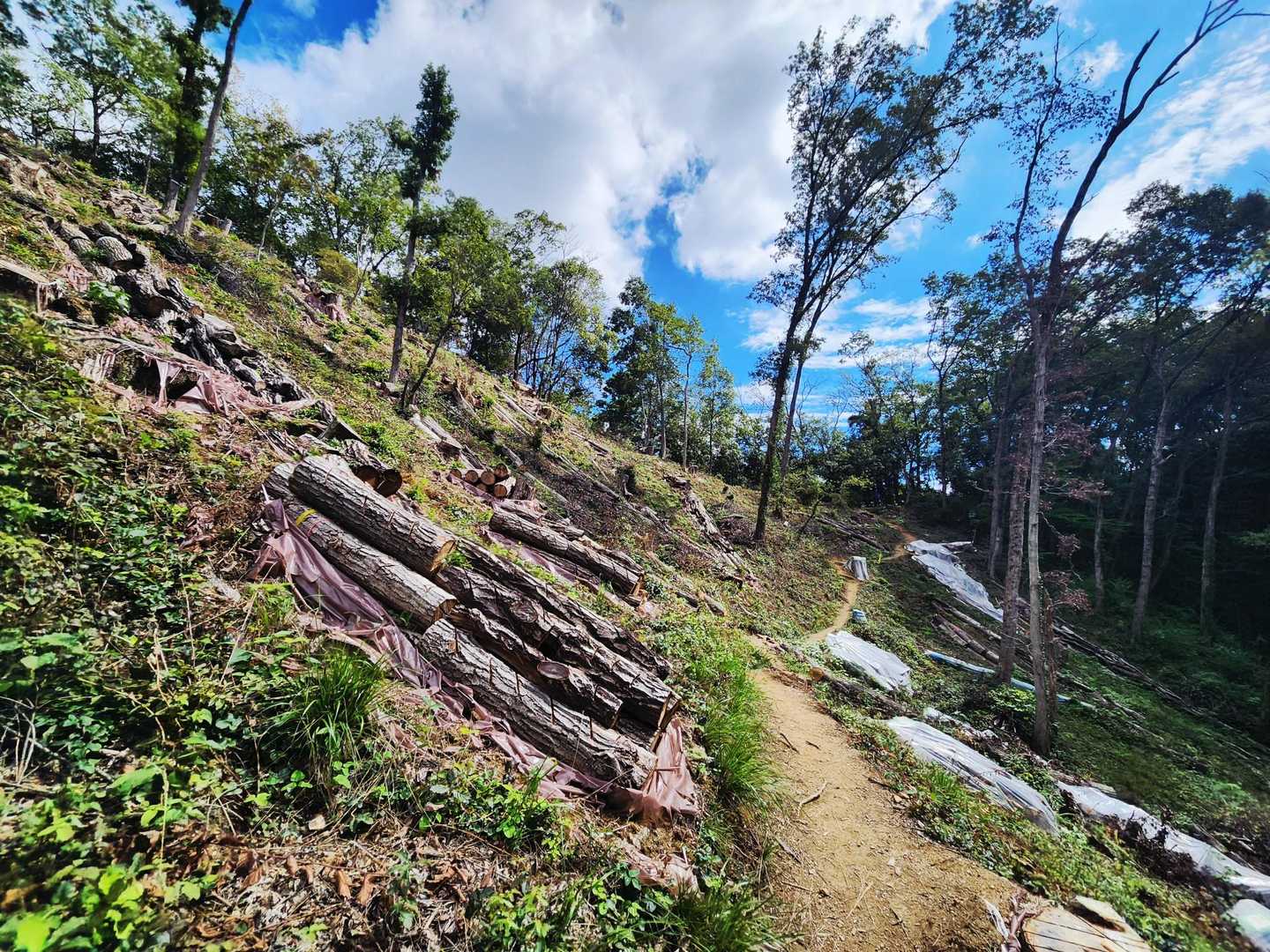 八幡山-鐘撞堂山 往復コースの写真