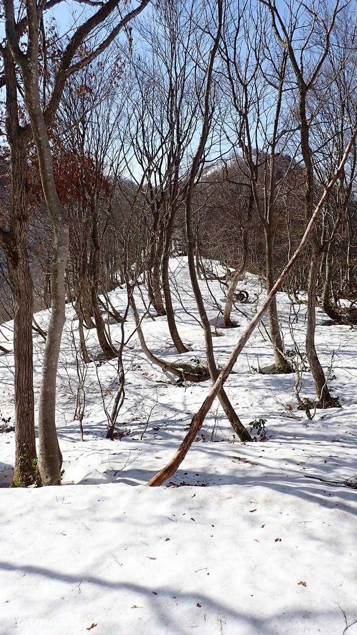 悪湯峠登山口-木六山 往復コースの写真