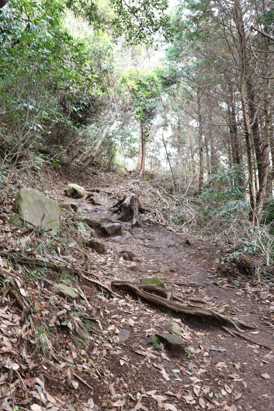 けっこうタフな道です。
浮嶽や宝満山を思い出すような道