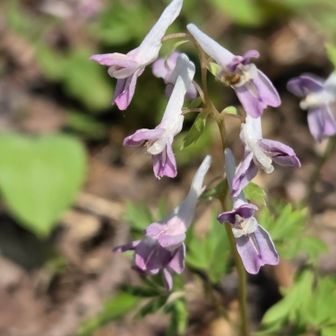 エンゴサク。とても可愛い❤