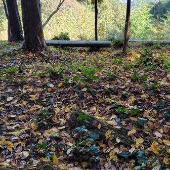 ふれあいの里山展望台。ミツマタが沢山咲いてたのを思い出しました。