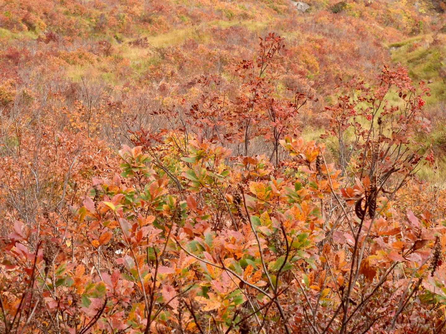 紅葉の海。
