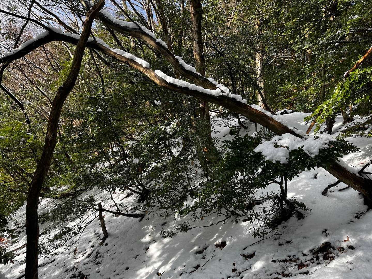 登山口あたりはまだ雪も少なめ。舗装路の坂で滑りそうで怖いと早々にチェーンスパイク付けたけど、登りに関しては付けなくても登れそうでした。それより木の上の雪が溶けてきて、ザックがめっちゃ濡れたり、帽子がめっちゃ濡れたりが大変やった序盤。