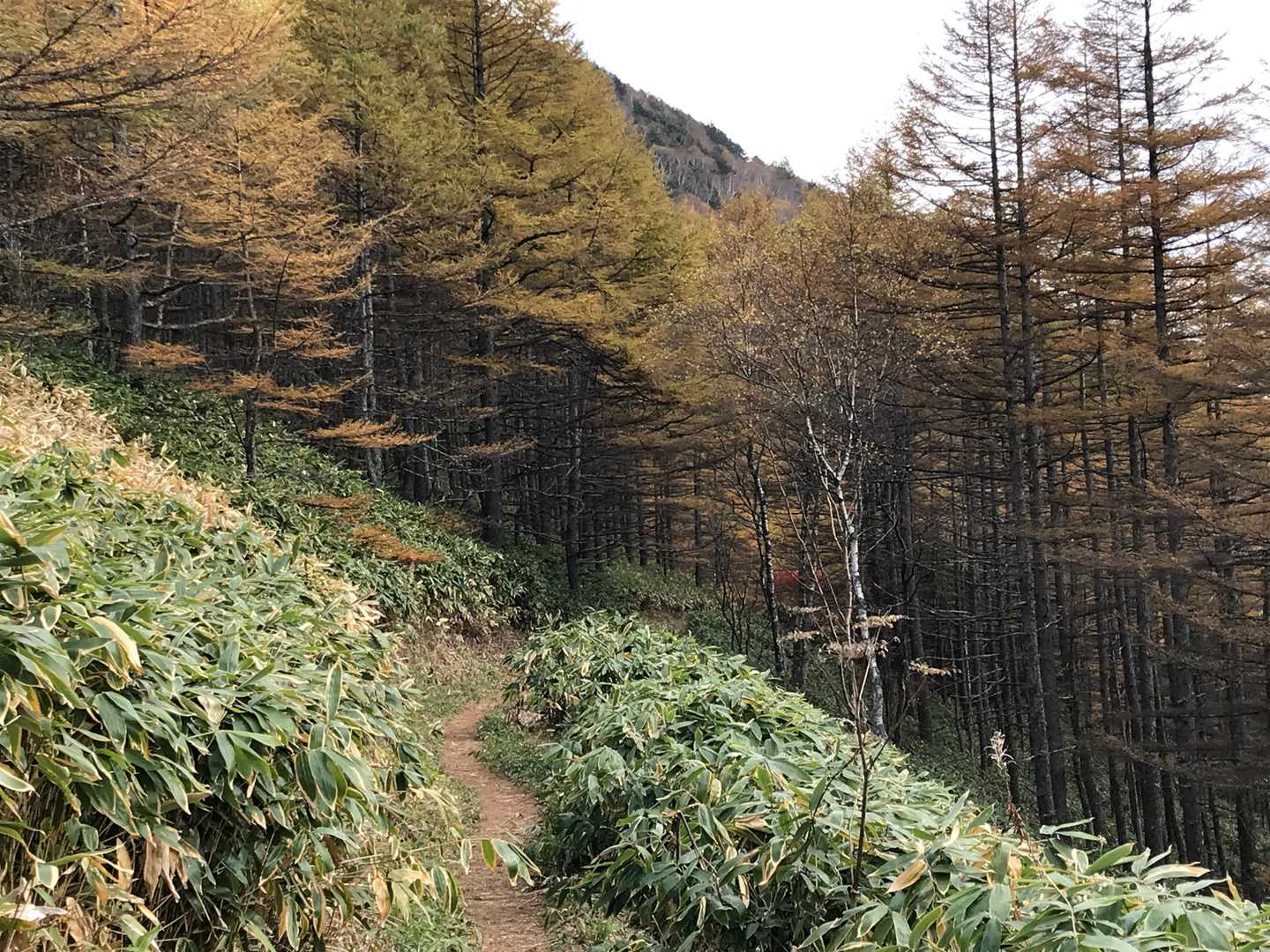 ここからは紅葉トンネル🍁