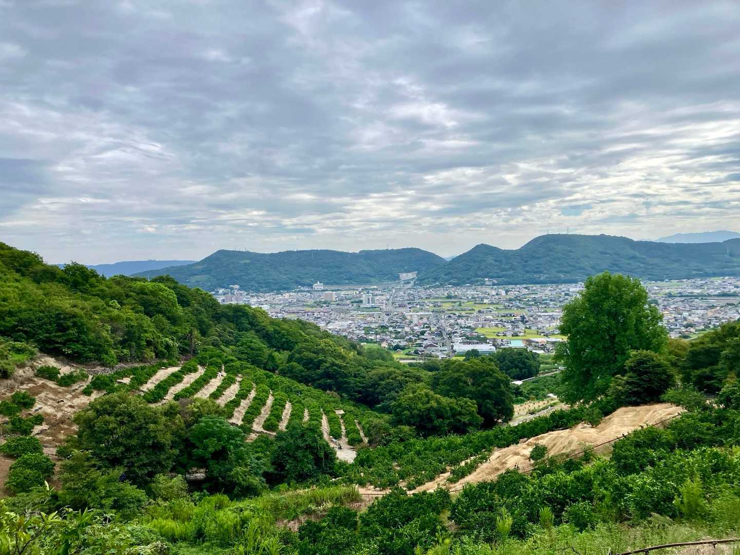 傾斜地を利用したみかん🍊畑