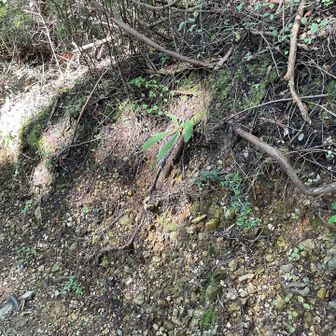 山道の砂利層
この山を構成する海成層の礫岩が見事に現れている。