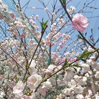 年末以来の粟ヶ岳、かな？
三花さんご夫妻、いつメンとご一緒させていただきました😊
西山の郷では桜の仲間だと思うけど、ちょうど見頃✨