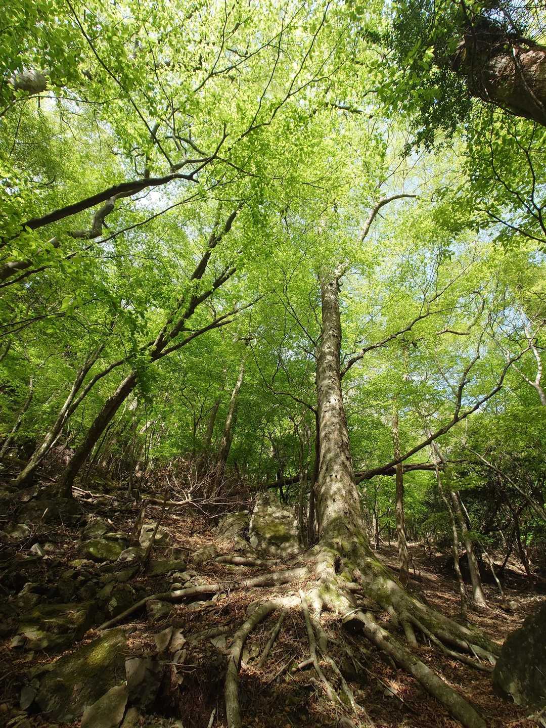 緑🌲が気持ち良い