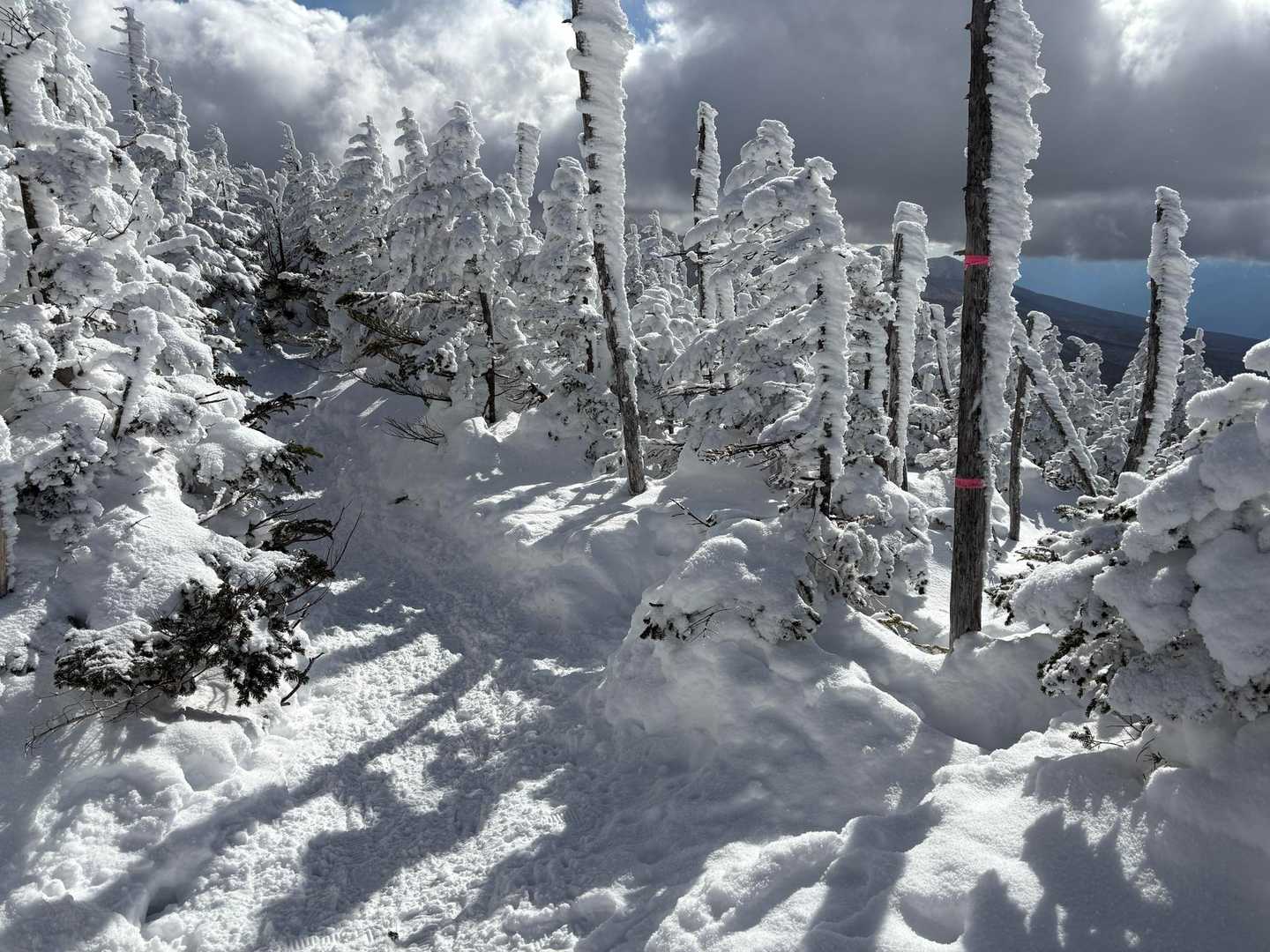 縞枯山。
ピンクテープに書かれているだけなので、歩いてると見落としそうになる。