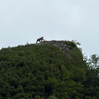 赤沢岳
先に頂上にサル
