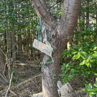 ひとつめピーク