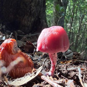 ピンク鮮やか🩷　『梅干し半分突き刺した茸』🙅
名前わかりません🤔