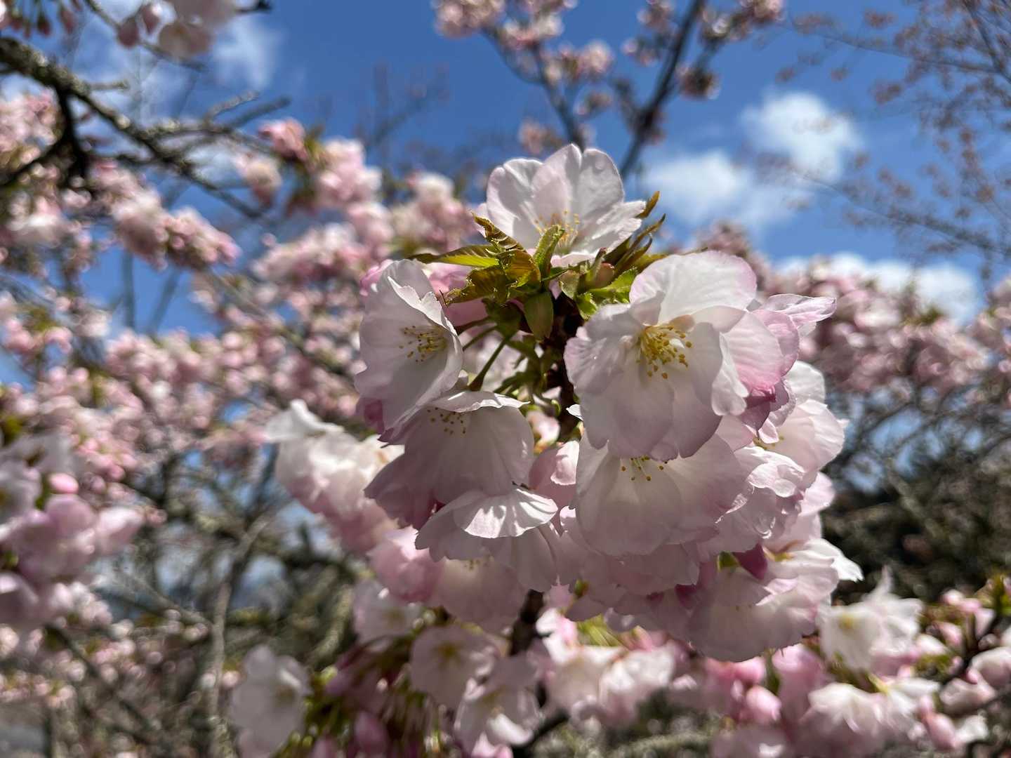 八重桜