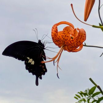 オニユリの蜜を吸うクロアゲハ🦋
美味しいのかな～😋