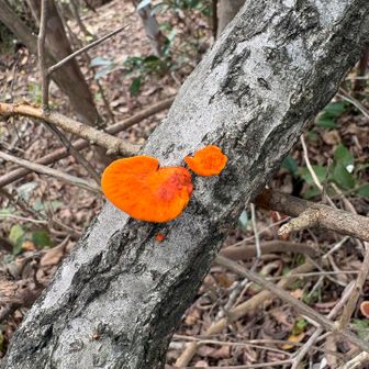 これなんて蛍光オレンジ色です🍄‍🟫