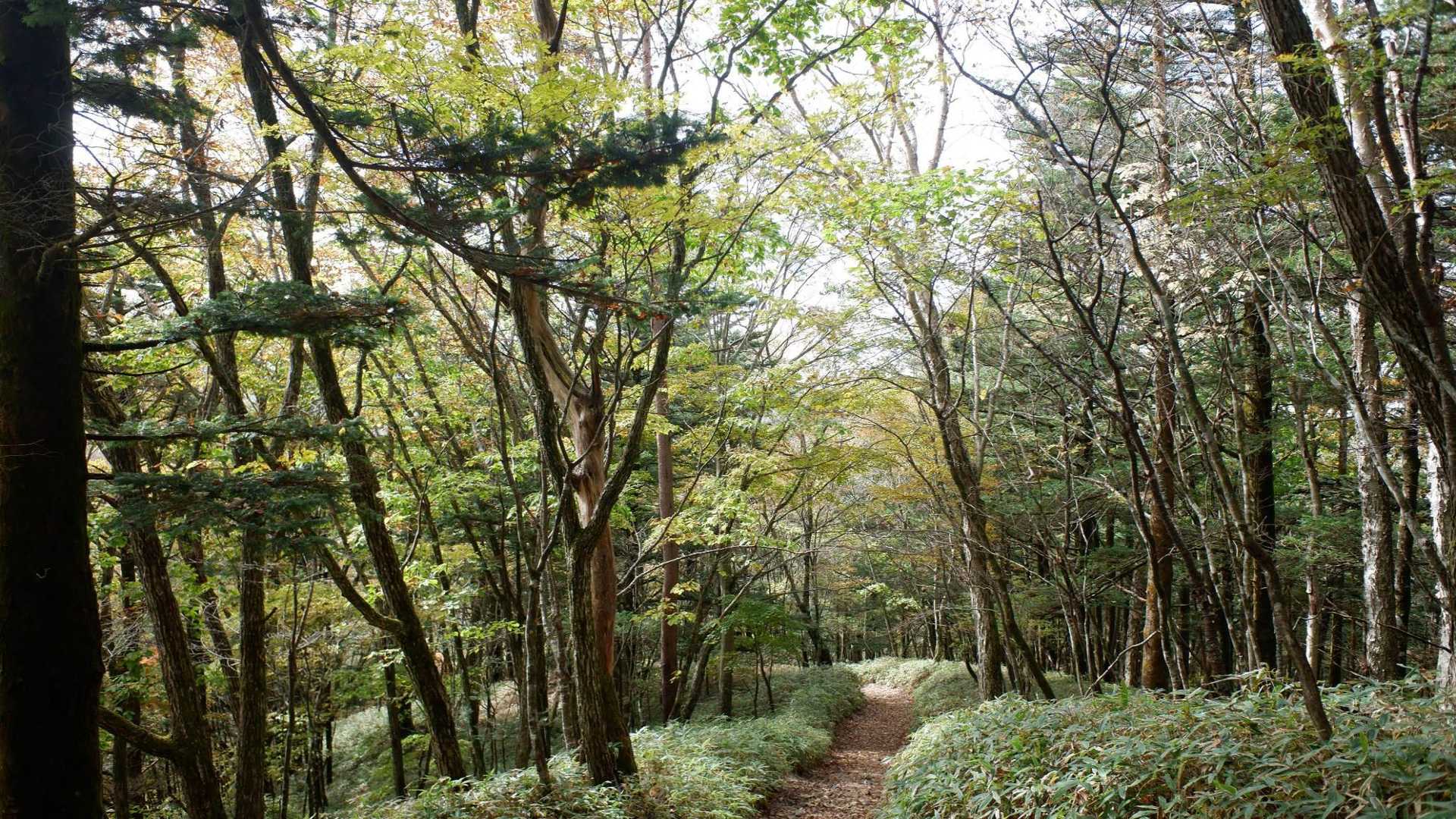 紅葉は少し色づいてる程度です