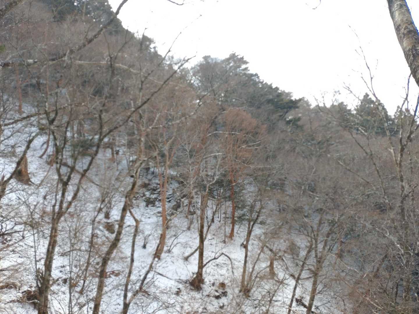 風があるし寒いので、霧氷が着きそうなものですが、全くありません。