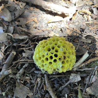 レモンイエロー