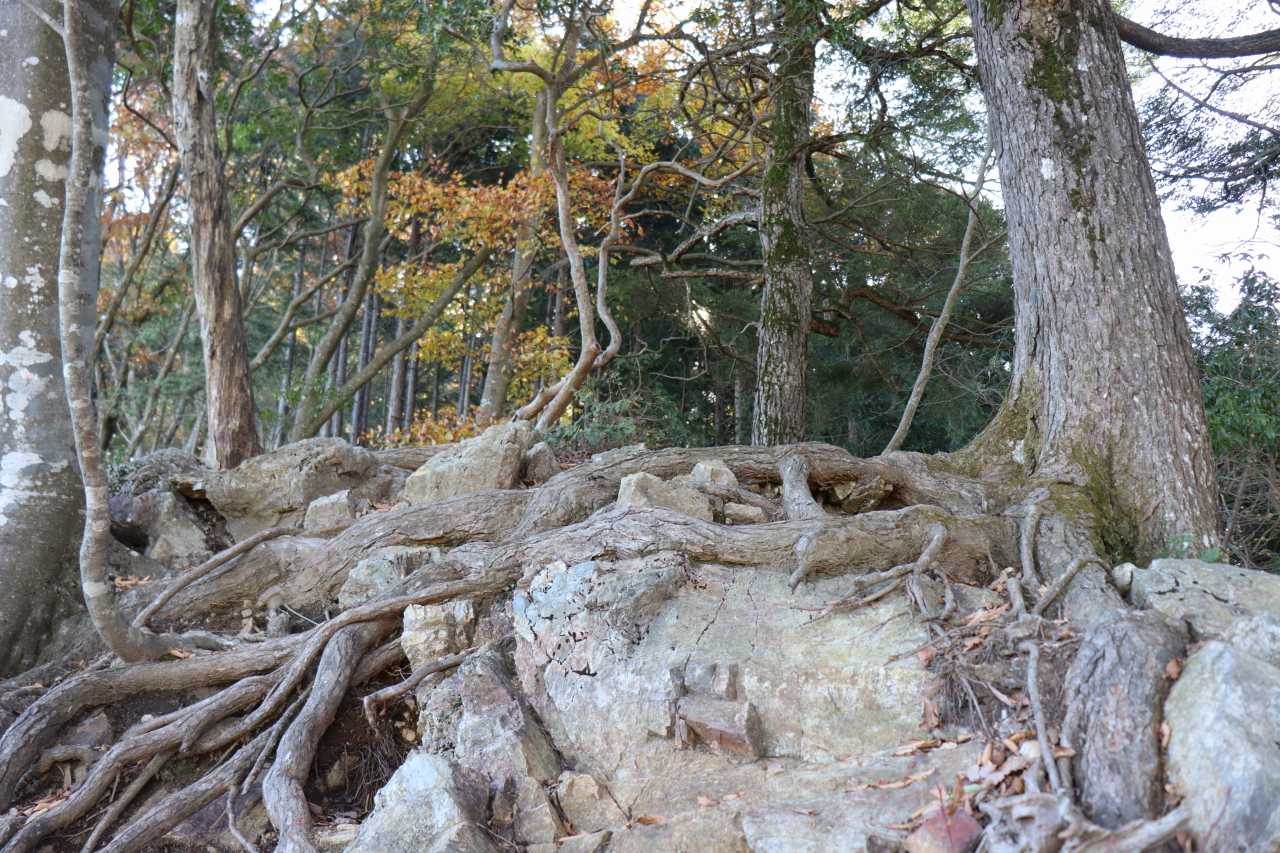 岩場を登ります。ここは楽しいです。