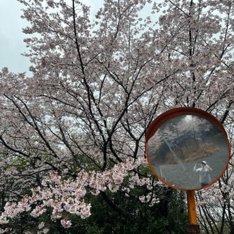 前も後ろも桜。
(この姿勢は袖口から雨が流れ込む)