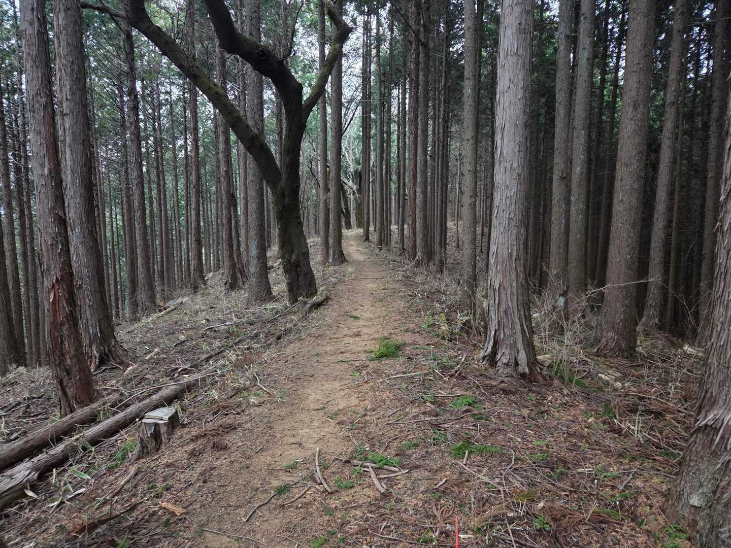 登山道は明瞭で歩きやすい。
むしろ、集落の道路が１番勾配がキツかったかもしれない…😅