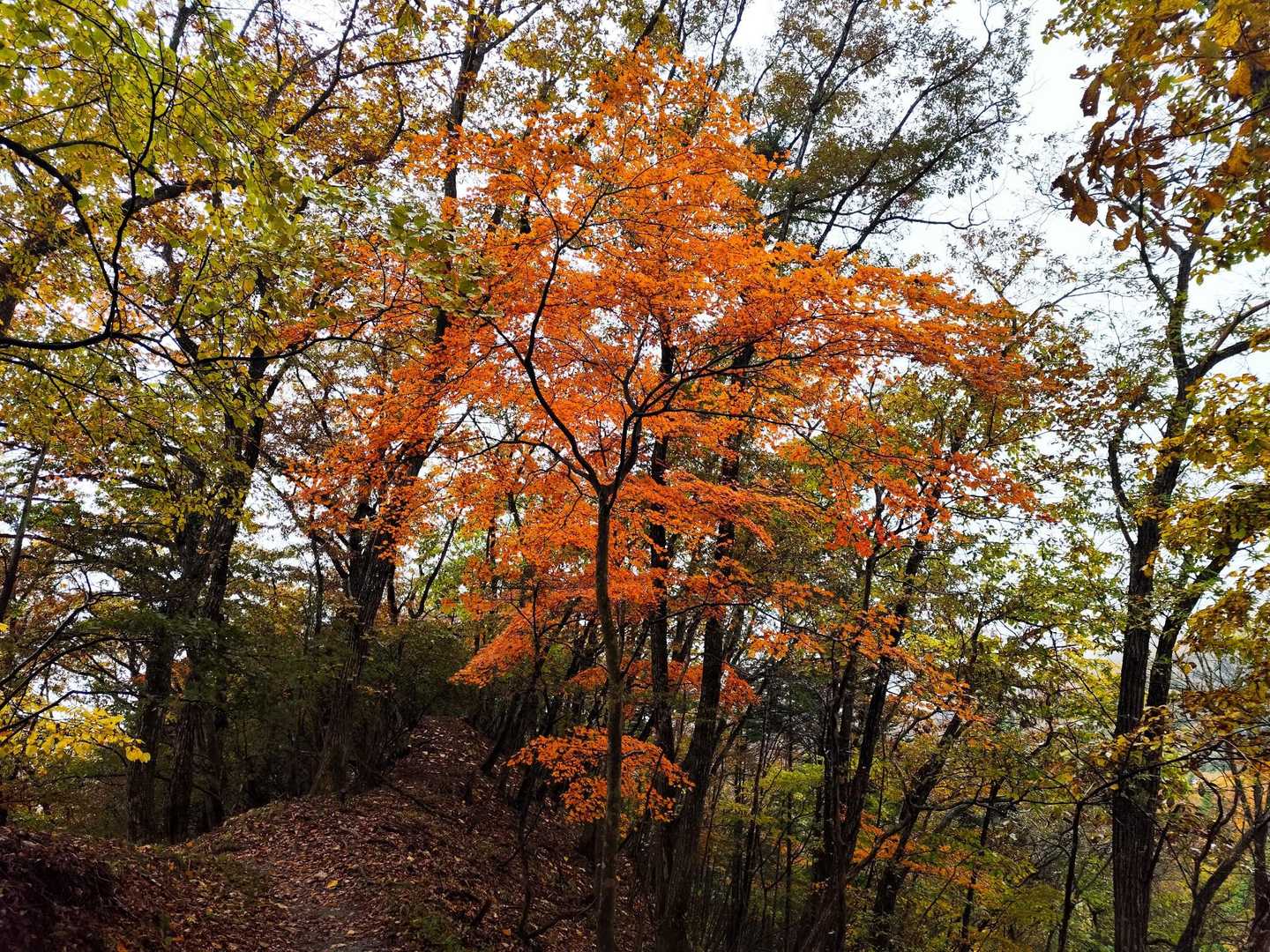 天気が悪くても紅葉は楽しめる