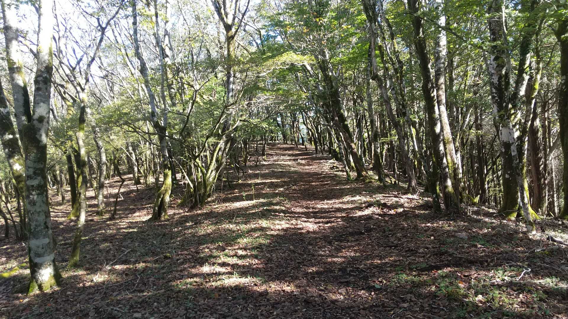 「大岩」というピーク地点
特に何もありませんでした