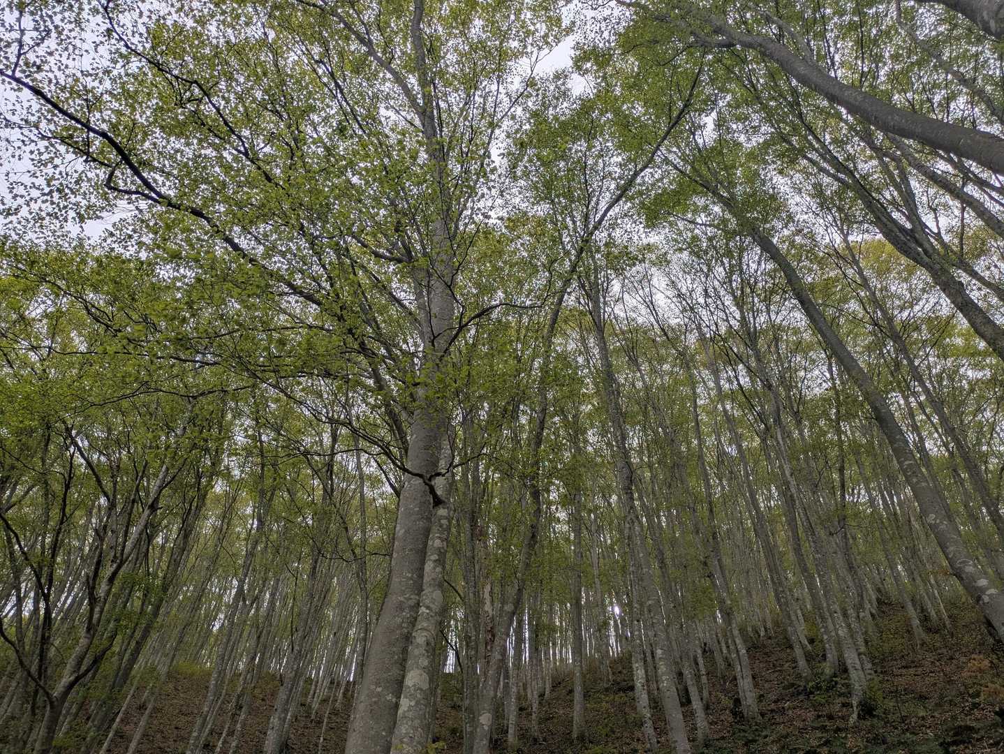 高社山 往復コースの写真