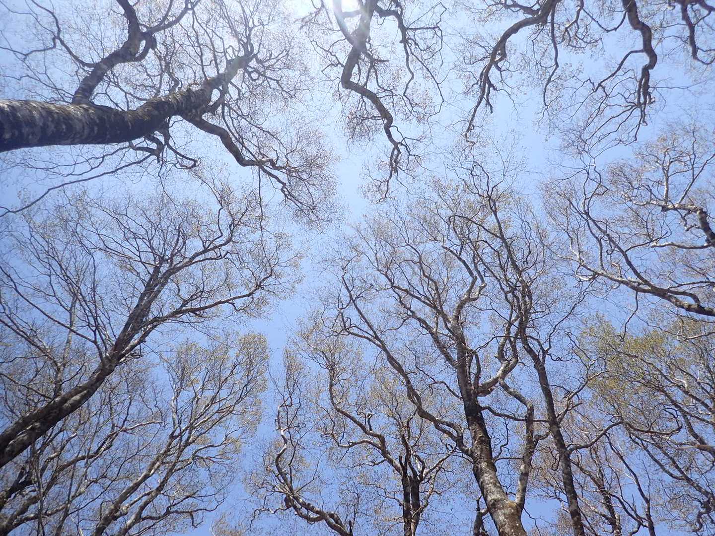泉ヶ岳-北泉ヶ岳 往復コースの写真