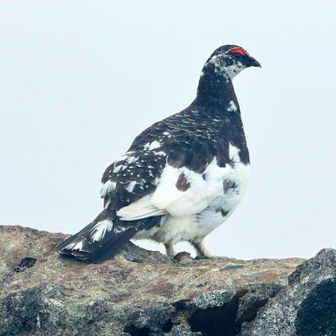 シュー・マッハ