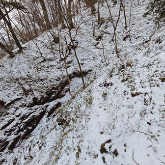 真っ直ぐ行けば八面山ですが、流石に左側の巻き道へ🚶💨