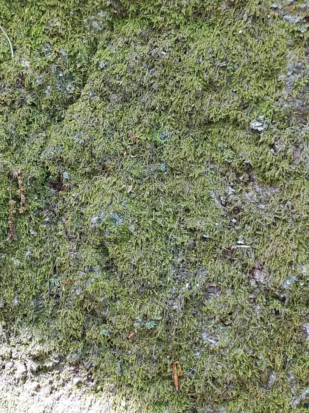 アップで苔がビッシリ付いています✨