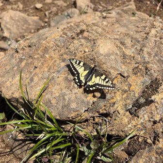 アポイ岳山頂に