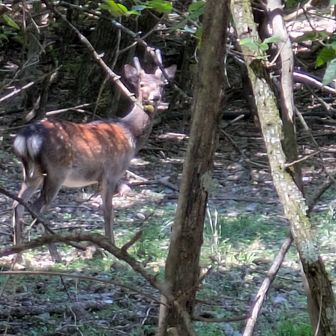 🦌さん