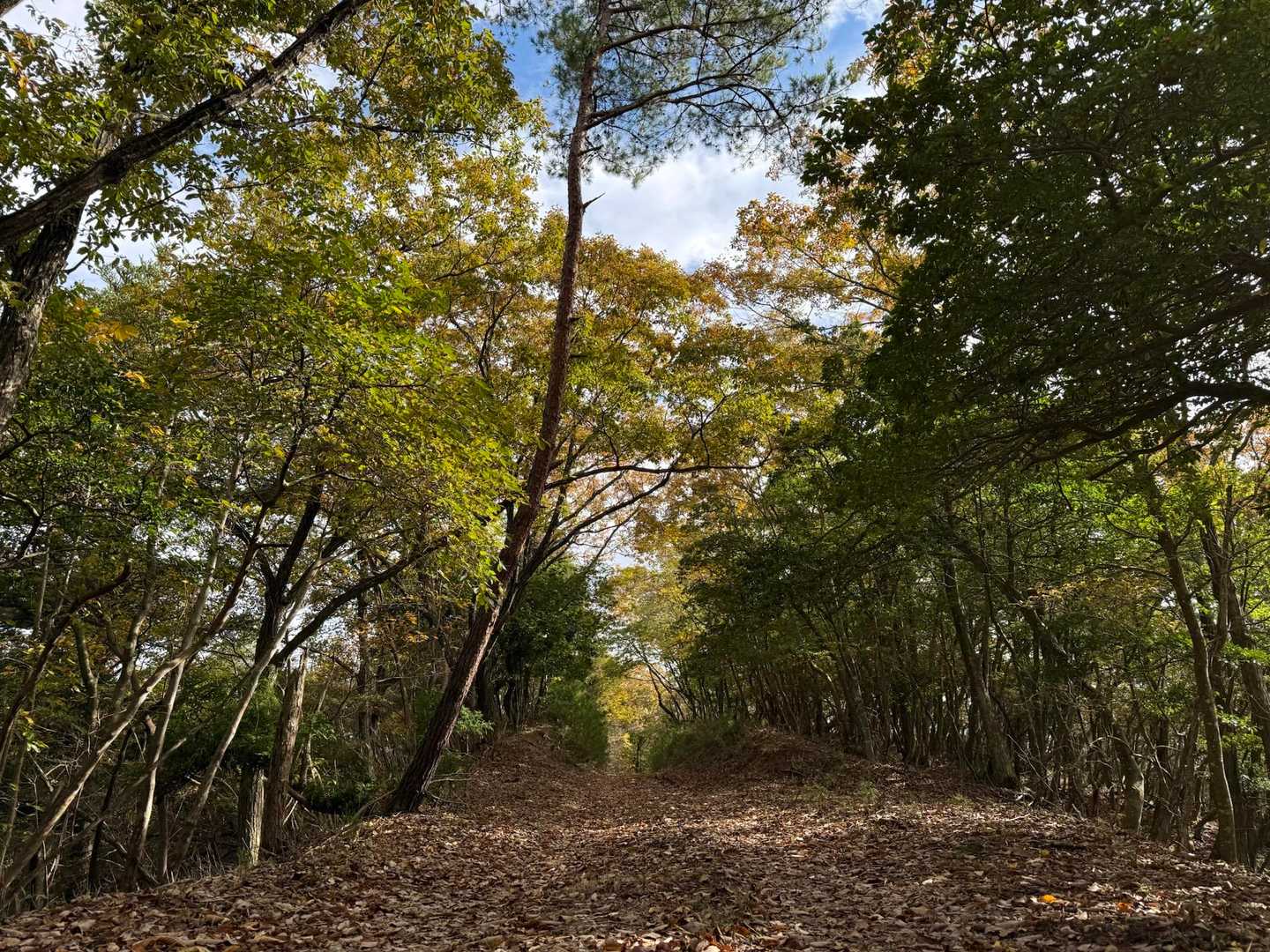 鯵山峠への林道は 小石がゴロゴロしている所は有るけども 雰囲気良くてお気に入り