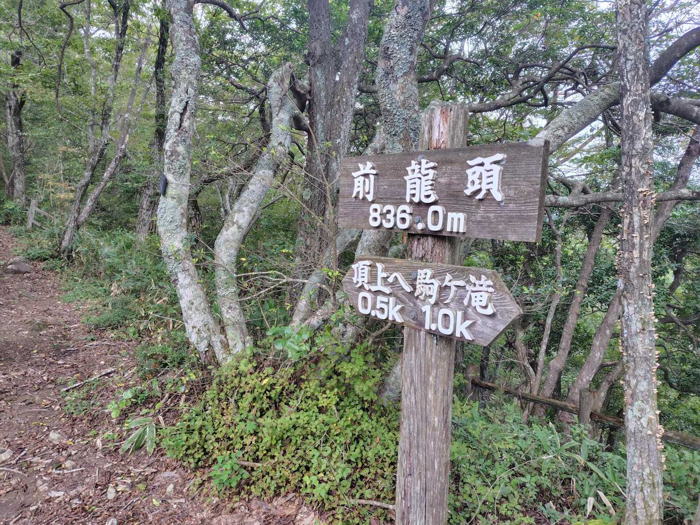 龍頭山 往復コースの写真