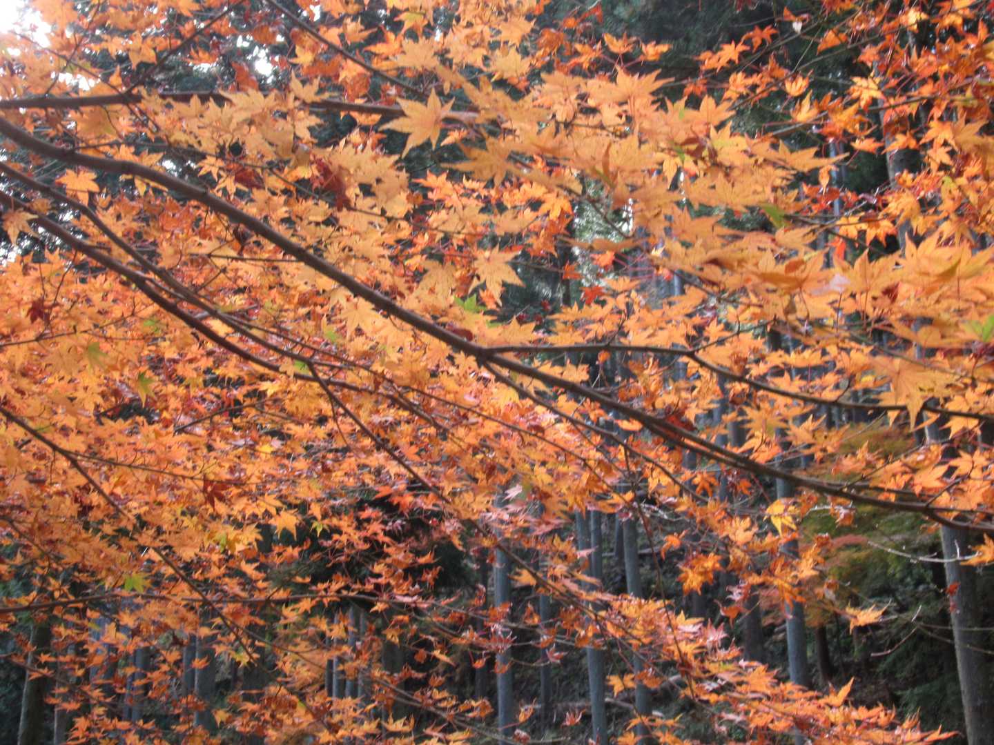 紅葉🍁